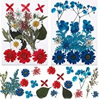 MWOOT Flores Secas para Manualidades DIY- 42 Piezas Flores Secas Naturalmente- Pétalos de Mezcla- (Azules-Rojas-Blancas…